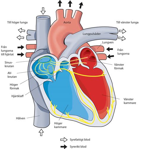 vilka delar består hjärtats retledningssystem av